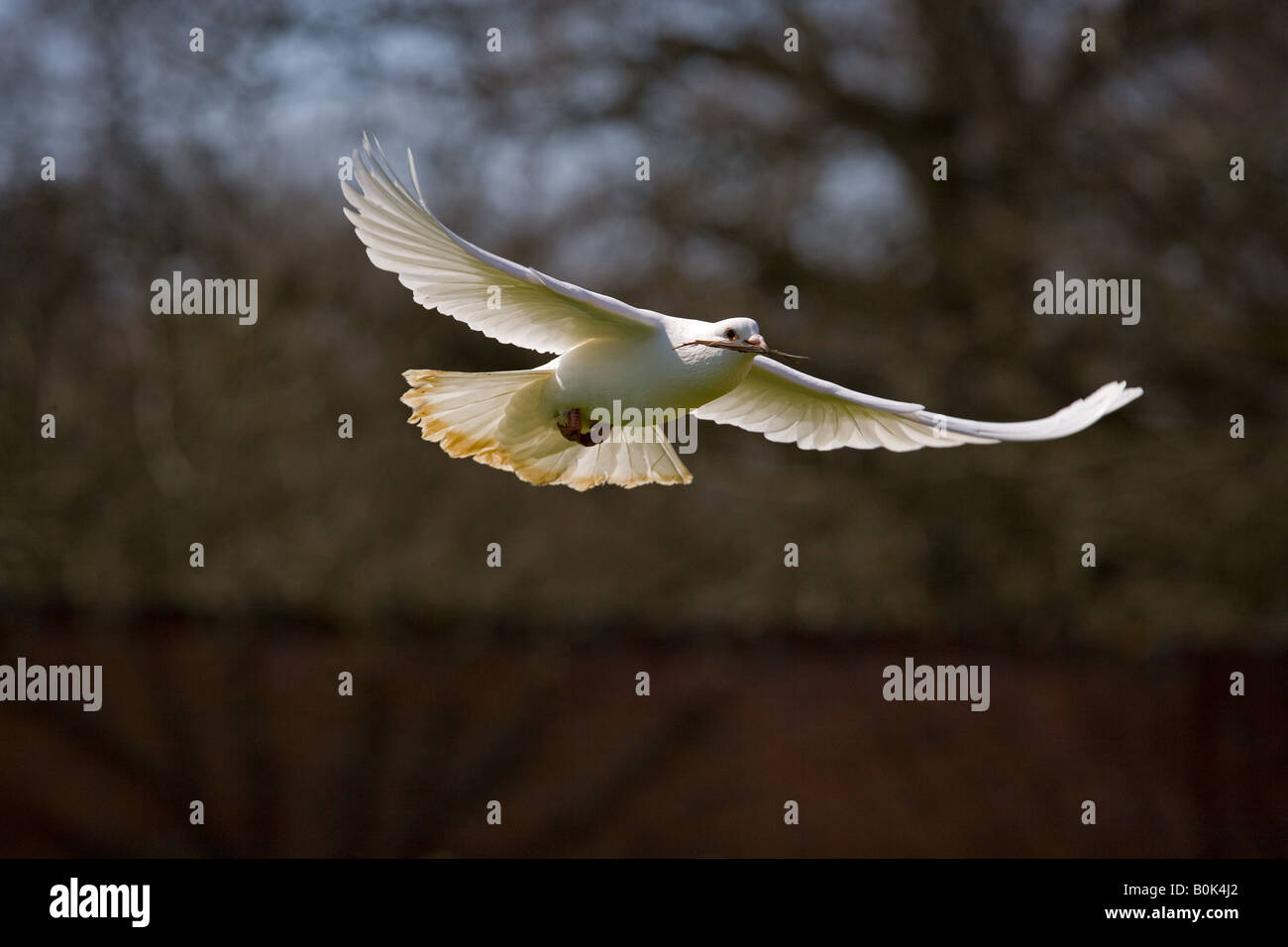 Fan-tailed Pigeon nidificazione Foto Stock