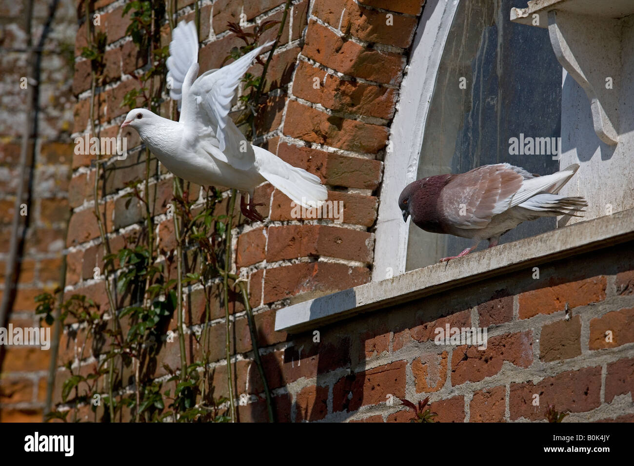 Ventola Piccione codato Norfolk Aprile Foto Stock