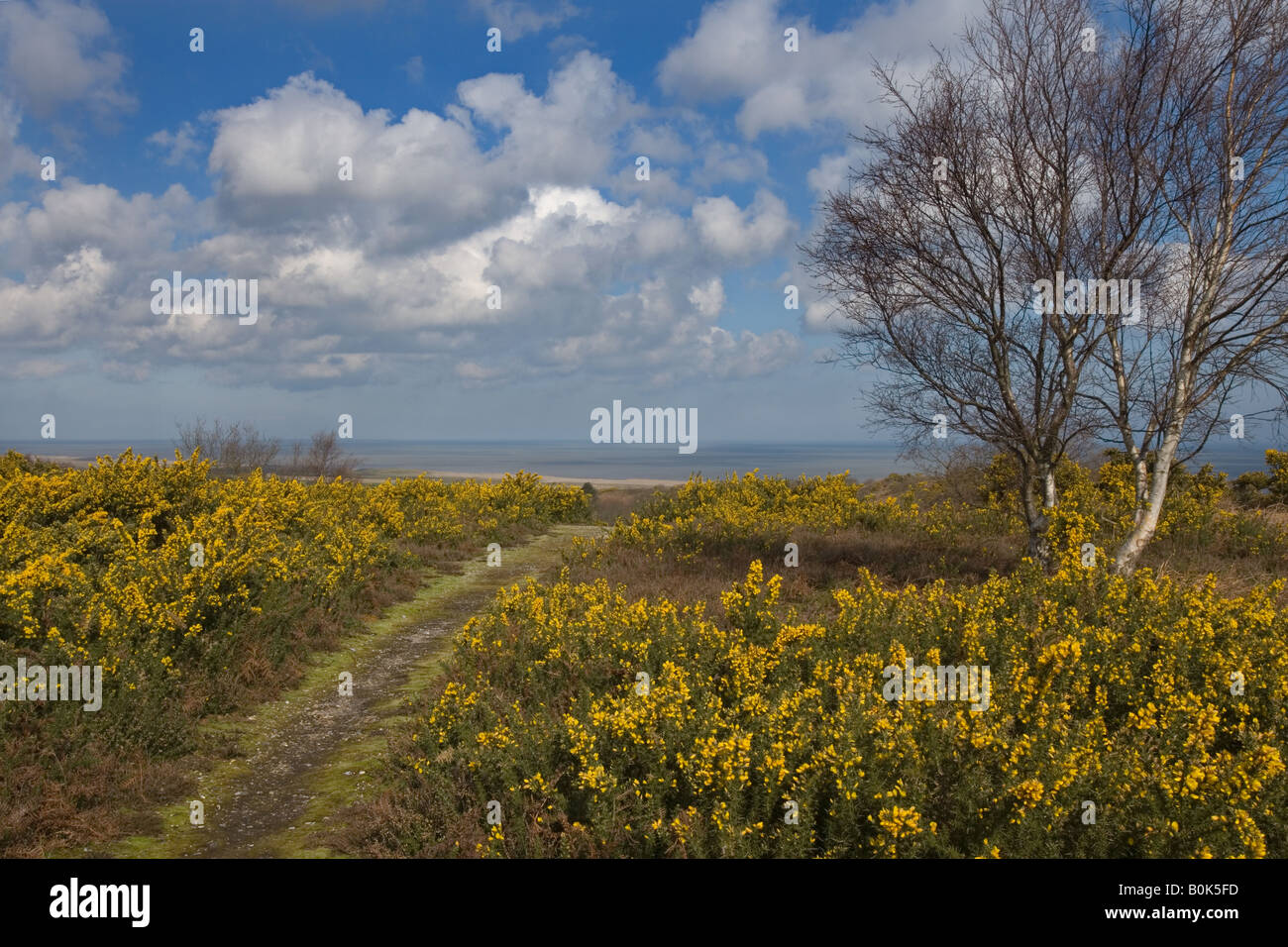 Kelling Heath Riserva Naturale NORFOLK REGNO UNITO Aprile Foto Stock