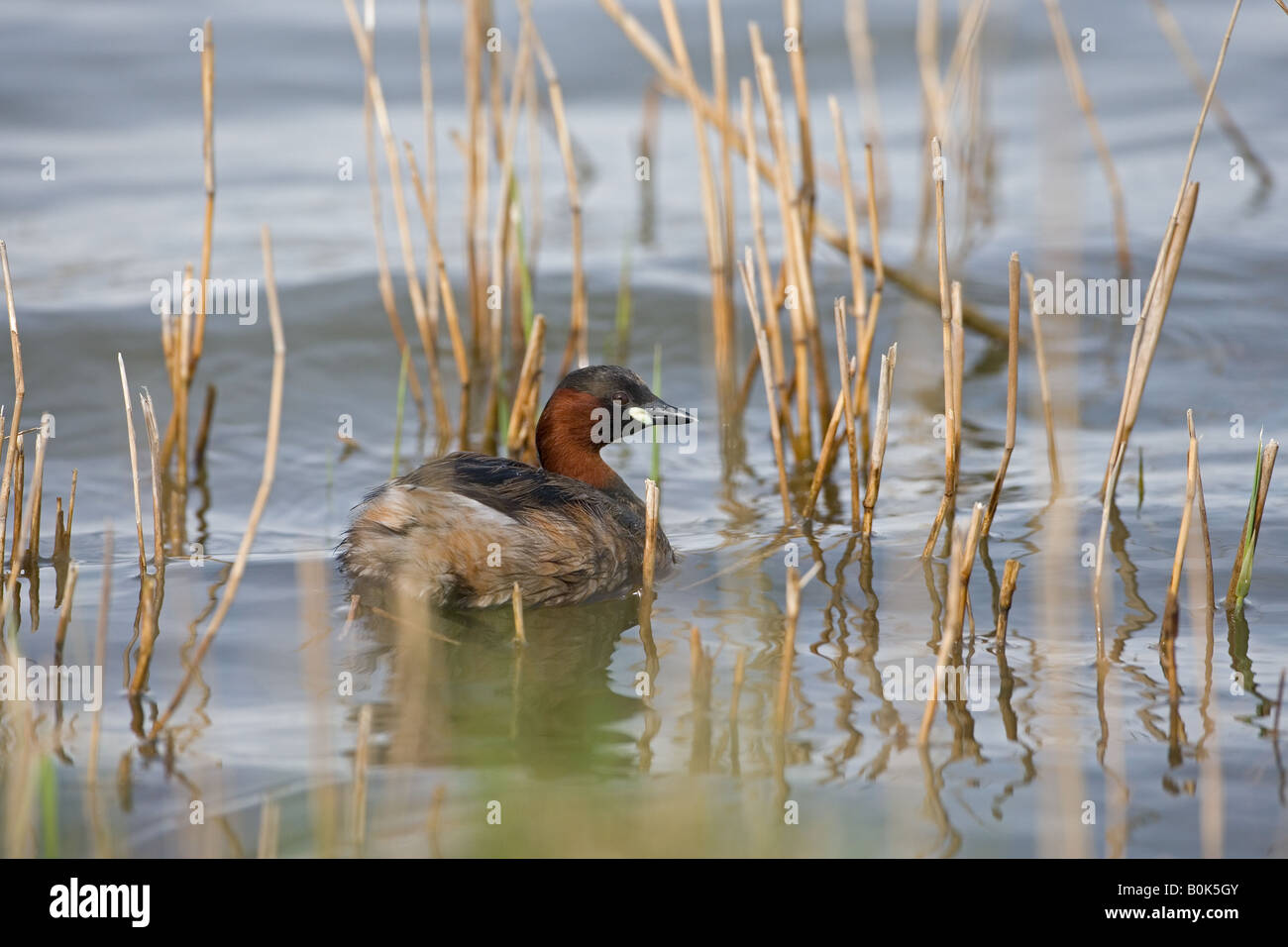 Tuffetto Tachybaptus ruficollis a Cley Norfolk Foto Stock