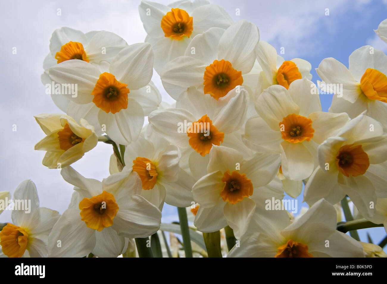 Il Daffodils commerciale crescente Happisburgh Norfolk marzo REGNO UNITO Foto Stock