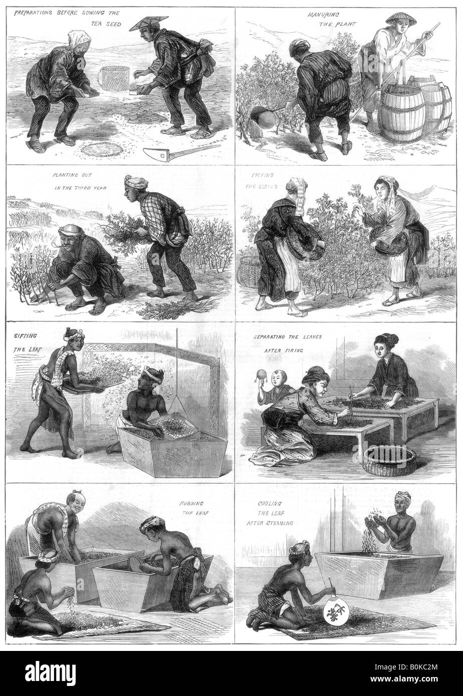 Giapponese del tè, produzione 1874. Artista: sconosciuto Foto Stock