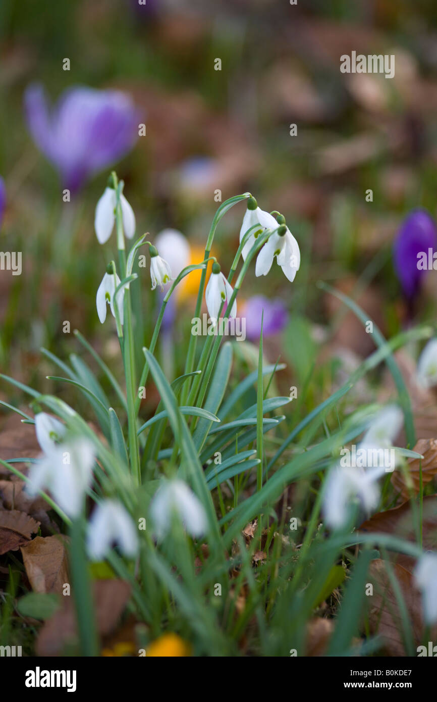 Snowdrops cresce a Mauldeth Road area di conservazione. Heaton Moor, Stockport, Greater Manchester, Regno Unito. Foto Stock