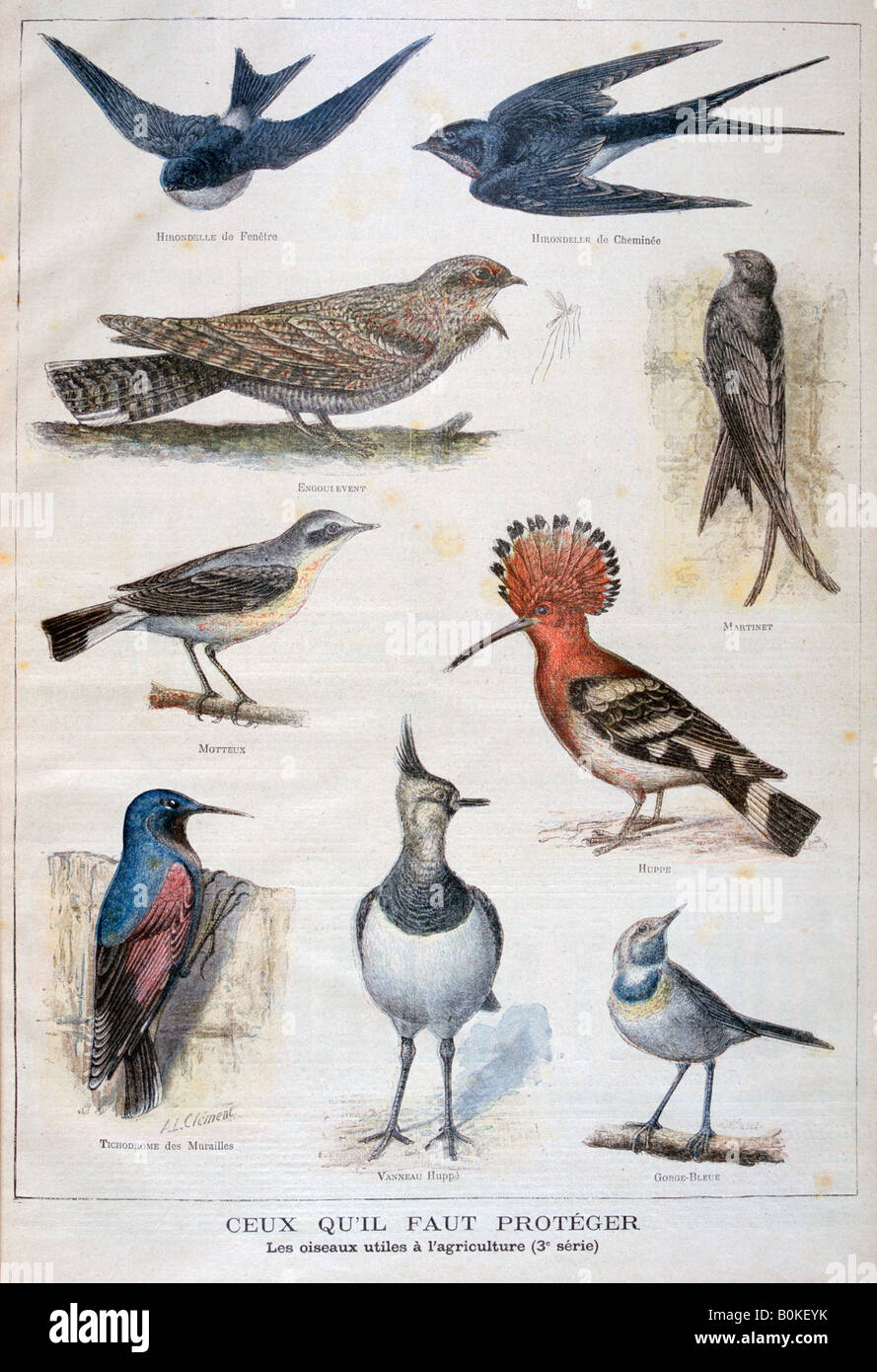 Gli uccelli che sono protetti e disponibili in agricoltura, 1897. Artista: F Meaulle Foto Stock