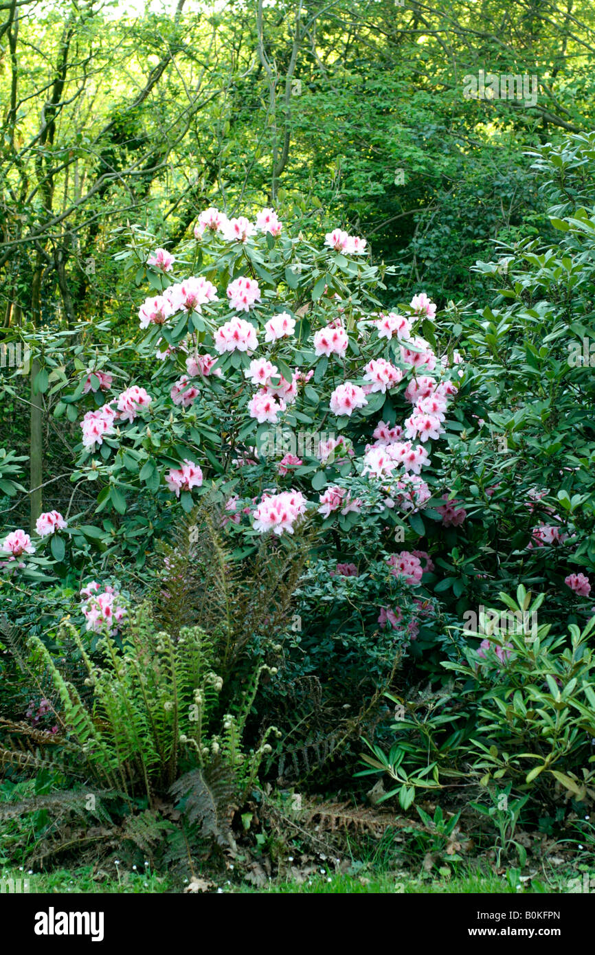 RHODODENDRON ONOREVOLE G W PERDITA Foto Stock