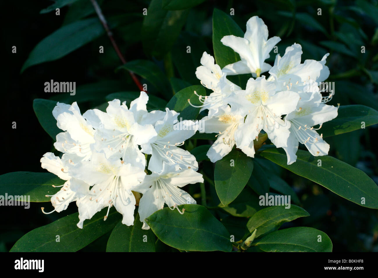 RHODODENDRON CUNNINGHAM S bianco Foto Stock