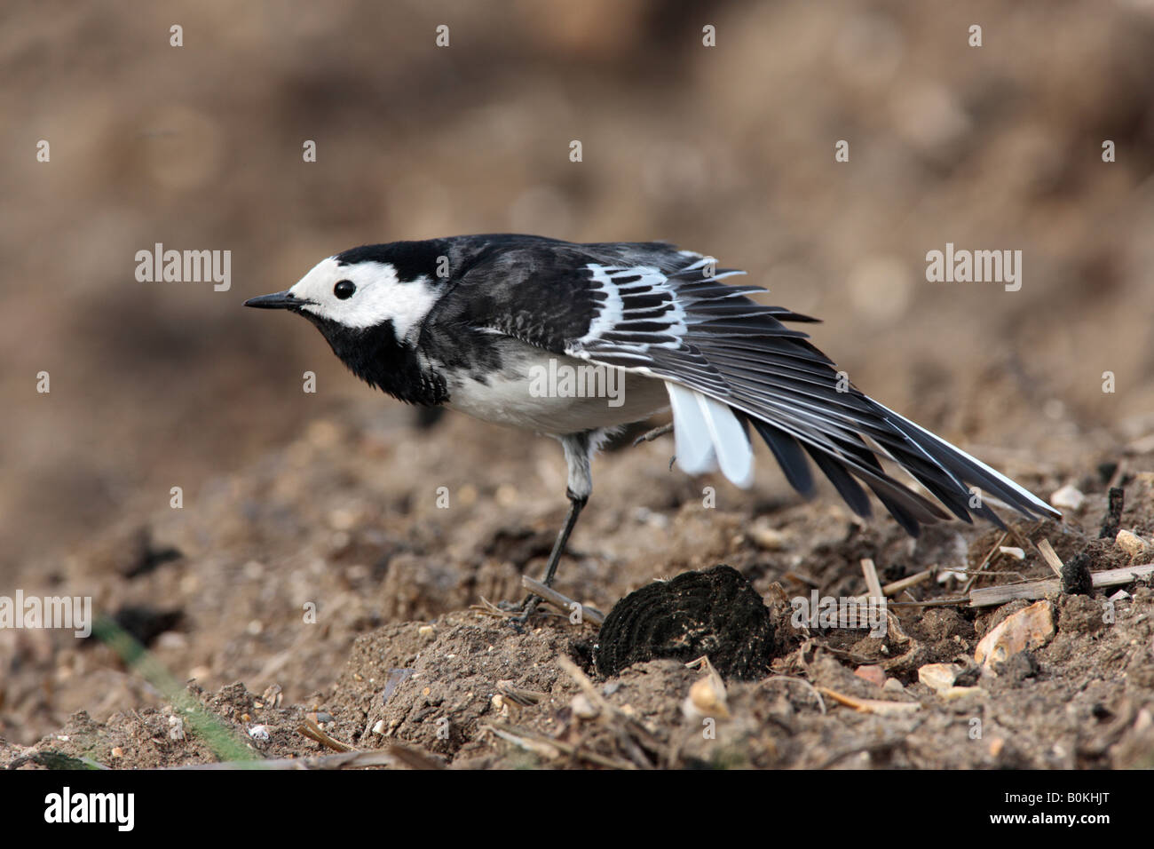 Pied wagtail Motacilla yarrellii alla ricerca permanente di avviso ala stretching Ashwell Hertfordshire Foto Stock