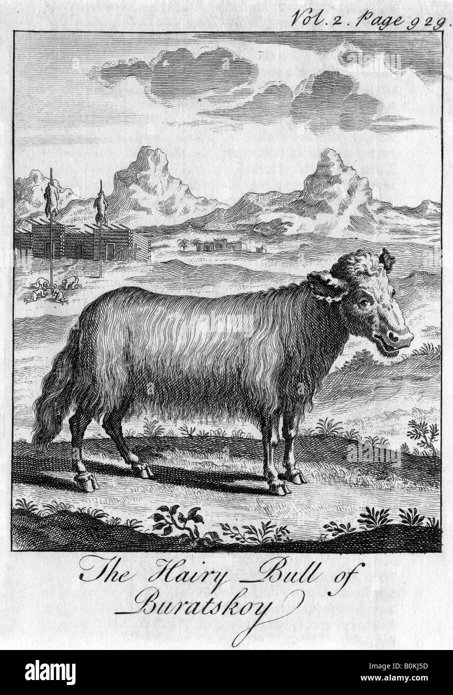 "Hairy Bull di Buratskoy', c diciottesimo secolo. Artista: sconosciuto Foto Stock