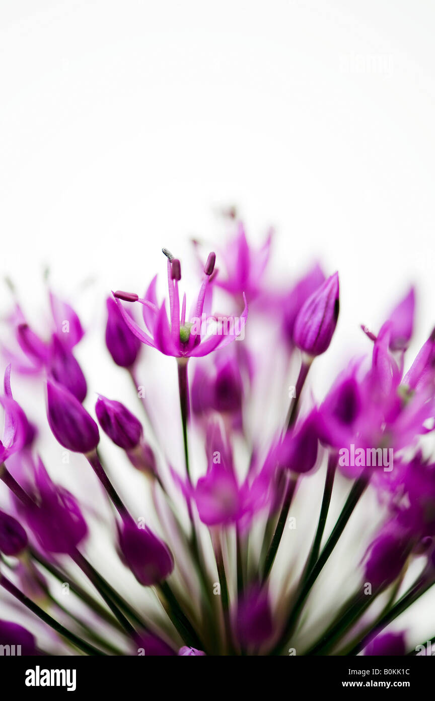 Allium hollandicum 'viola sensazione'. Cipolla ornamentali fiore contro uno sfondo bianco Foto Stock