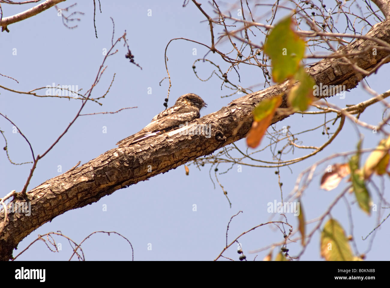 Nightjar indiano di giorno roost nella struttura ad albero Foto Stock
