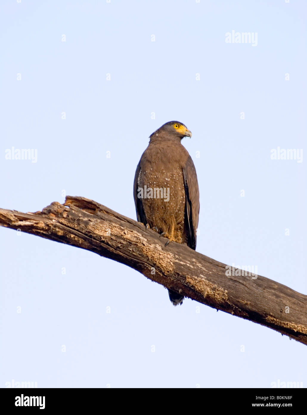 Crested Eagle serpente a guardare fuori posto in Albero morto Foto Stock