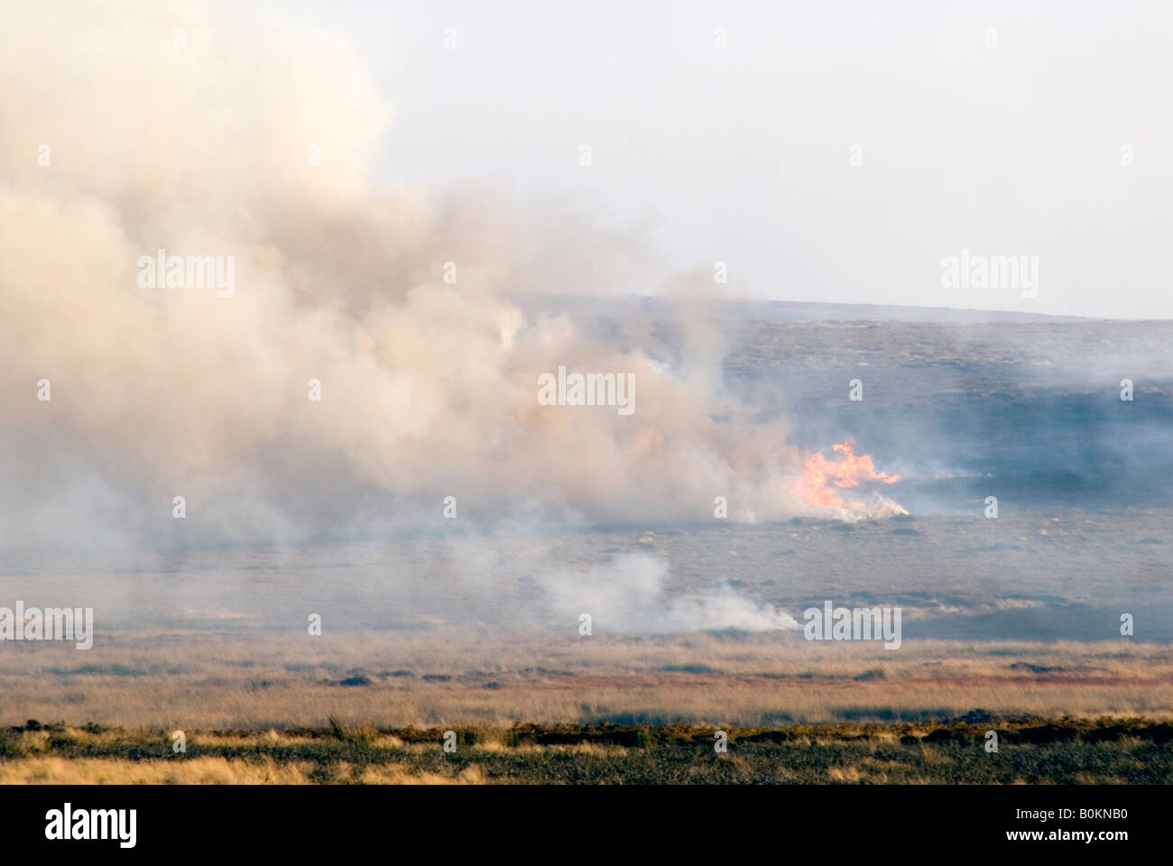 La masterizzazione di heather sul Nord Yorshire Mori presso Danby Beacon Foto Stock