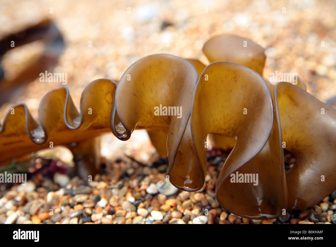 "Kelp' alga lavato fino sulla spiaggia ghiaiosa di Dorset Foto Stock