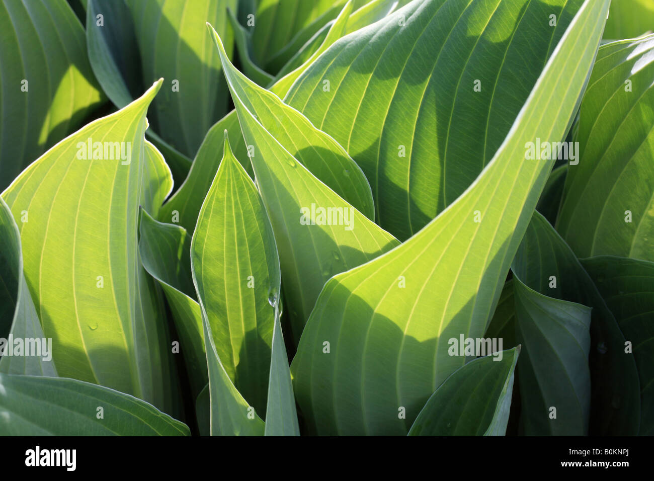 Hosta lascia "Piantaggine lily' vicino, foglie verdi con vene distinte. Foto Stock