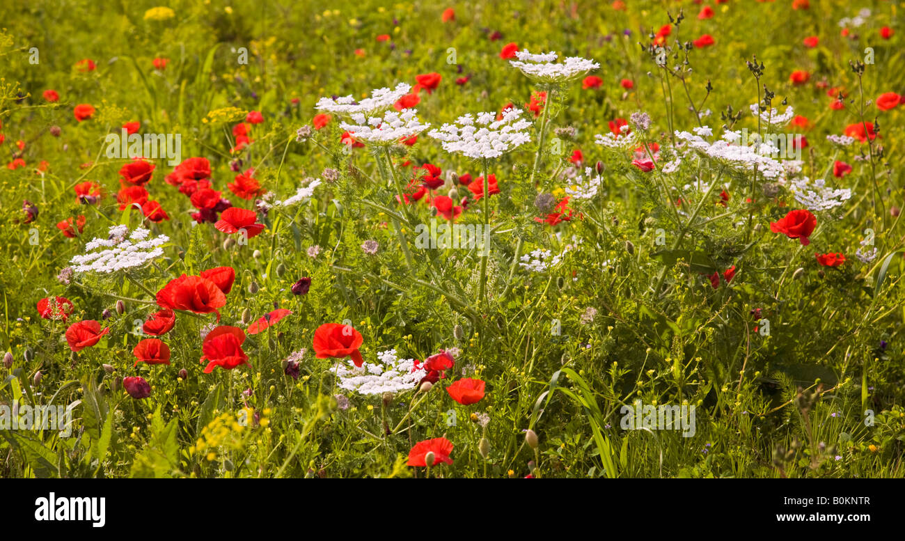 Papaveri in fiore nel campo,Portogallo,l'Europa Foto Stock