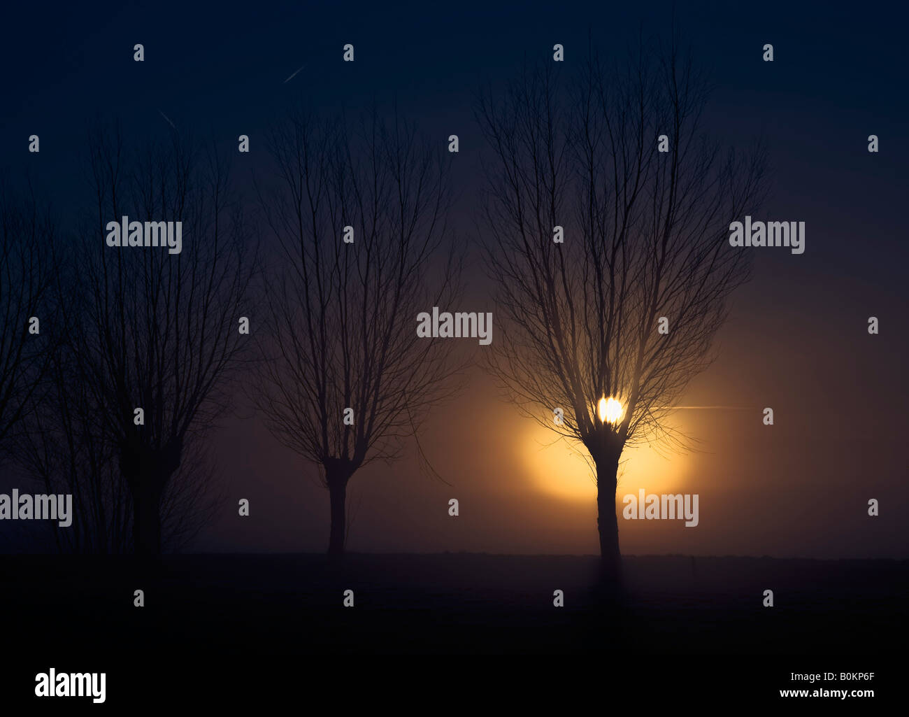 Silhouette di Willow alberi in una nebbia paesaggio olandese durante il sunrise Foto Stock