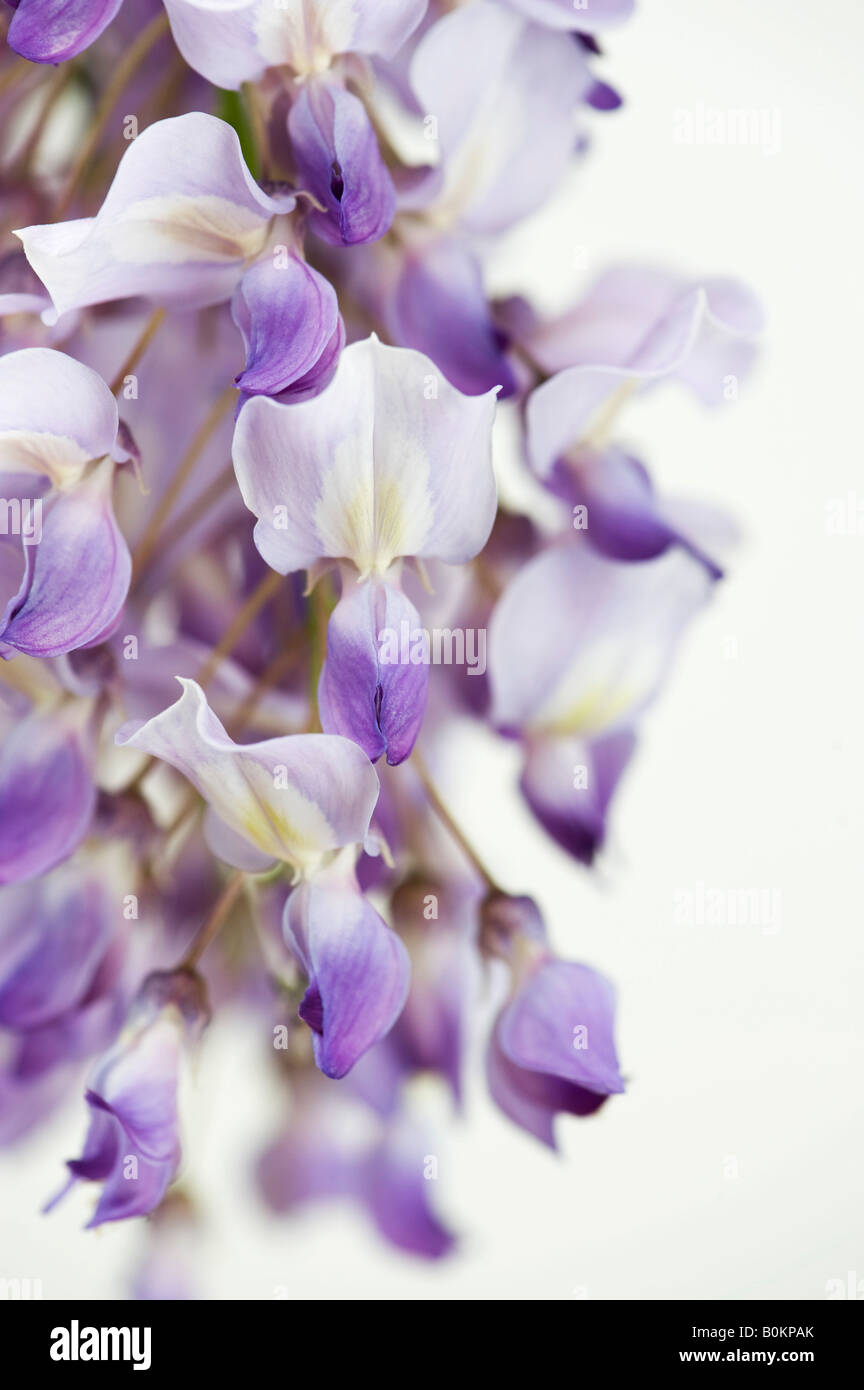 Wisteria sinensis fiori a lato contro uno sfondo bianco Foto Stock