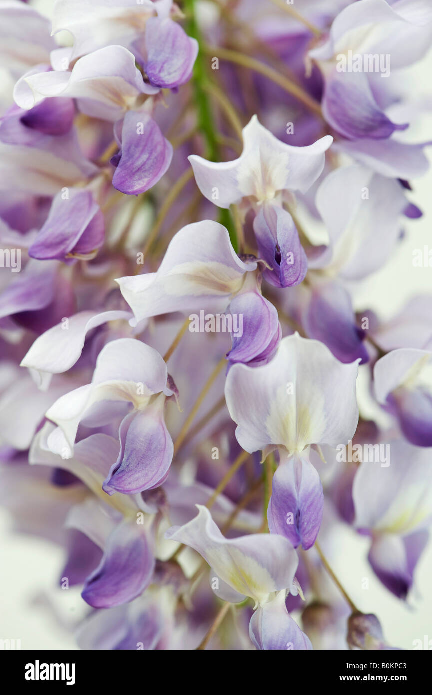 Wisteria sinensis fiori a lato contro uno sfondo bianco Foto Stock