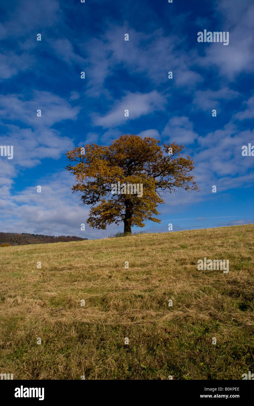 In Europa il Regno Unito Inghilterra surrey quercia autunno Foto Stock