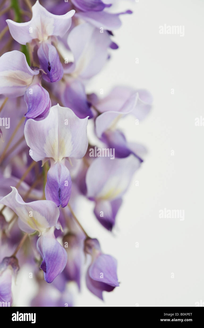 Wisteria sinensis fiori a lato contro uno sfondo bianco Foto Stock