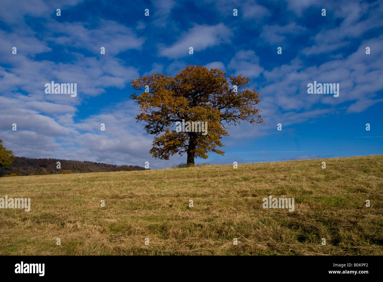 In Europa il Regno Unito Inghilterra surrey quercia autunno Foto Stock