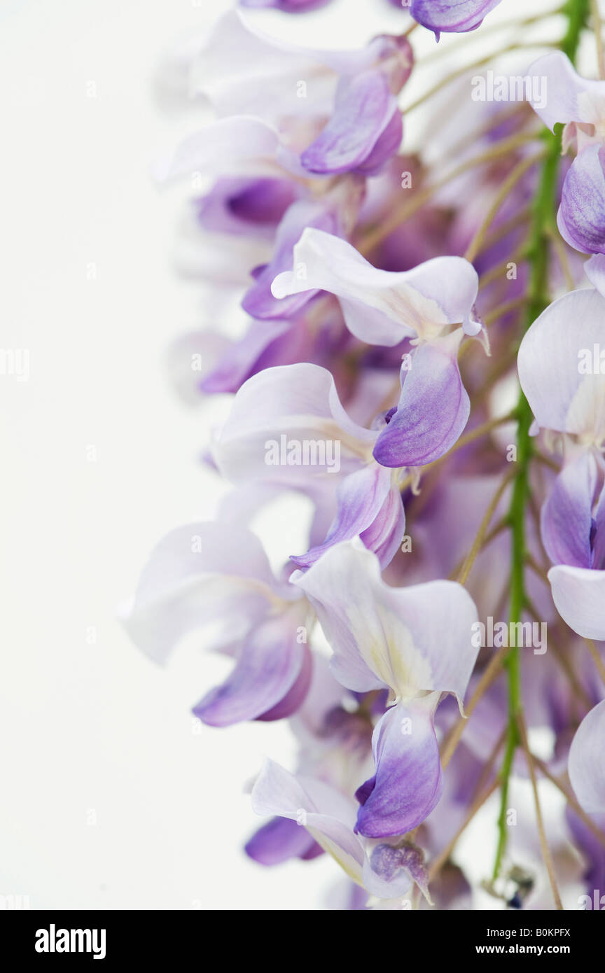 Wisteria sinensis fiori a lato contro uno sfondo bianco Foto Stock
