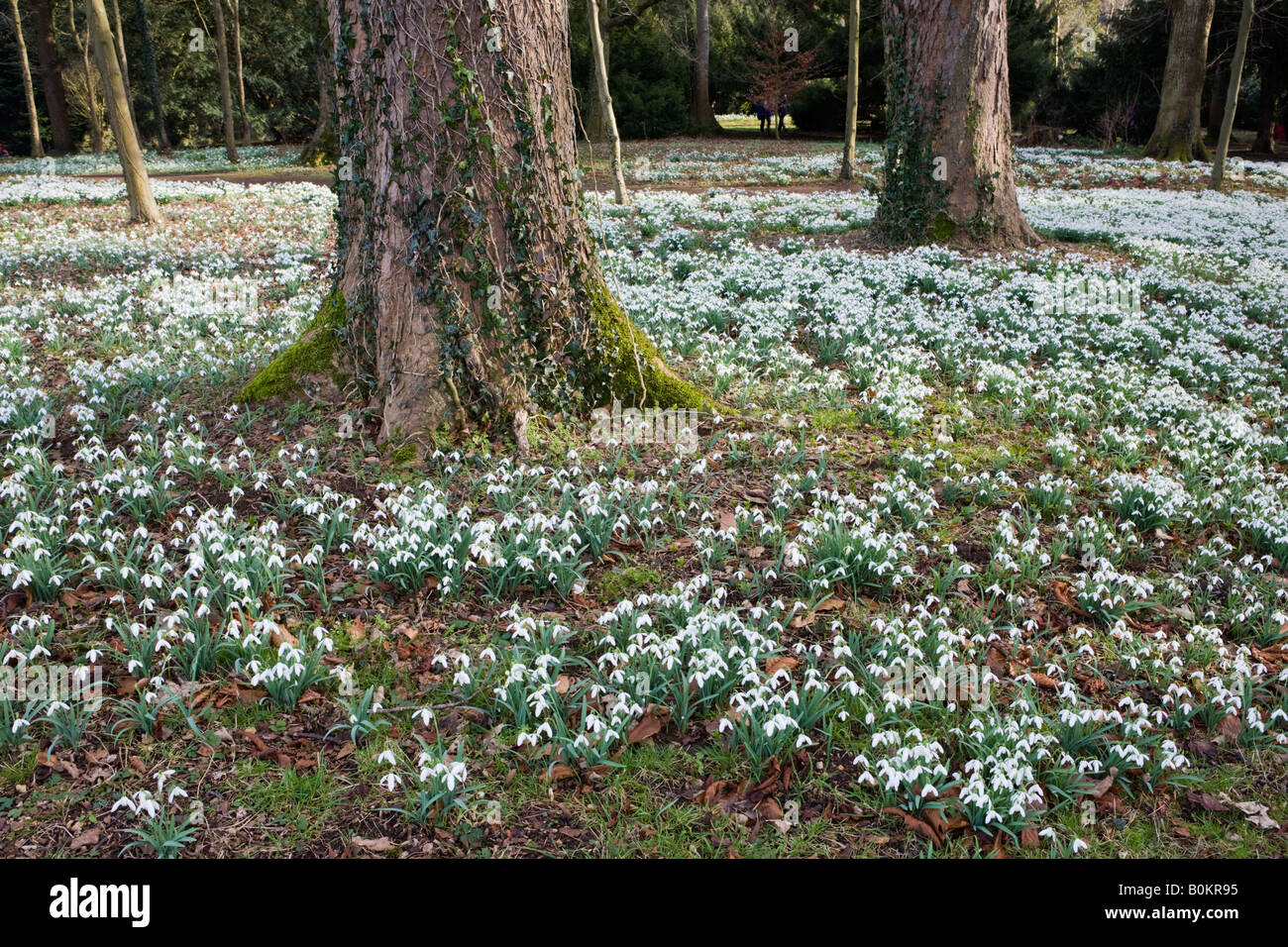 I tappeti di bucaneve a Colesbourne Park, Gloucestershire Foto Stock