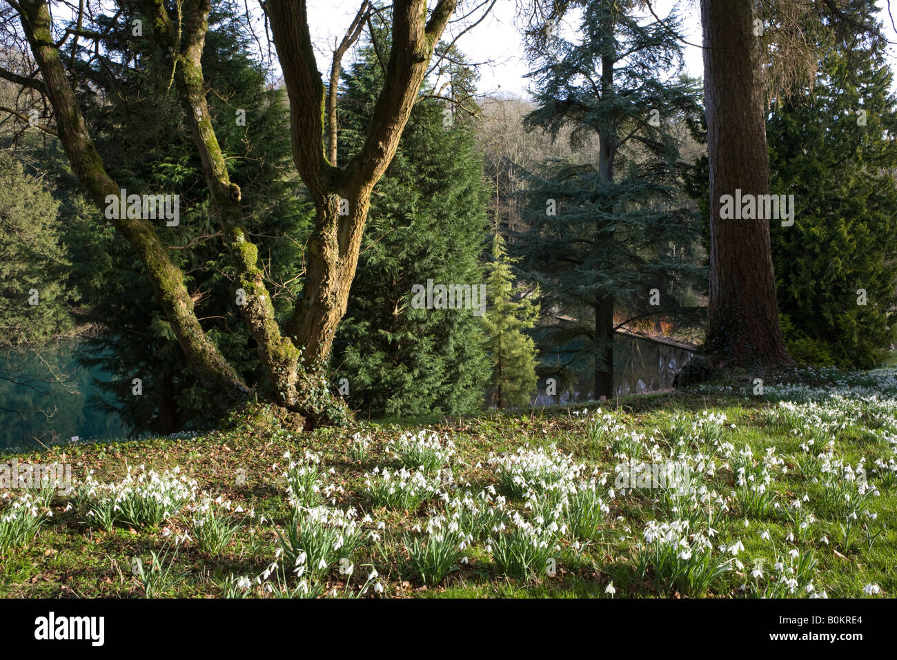 I tappeti di bucaneve accanto al lago a Colesbourne Park, Gloucestershire Foto Stock