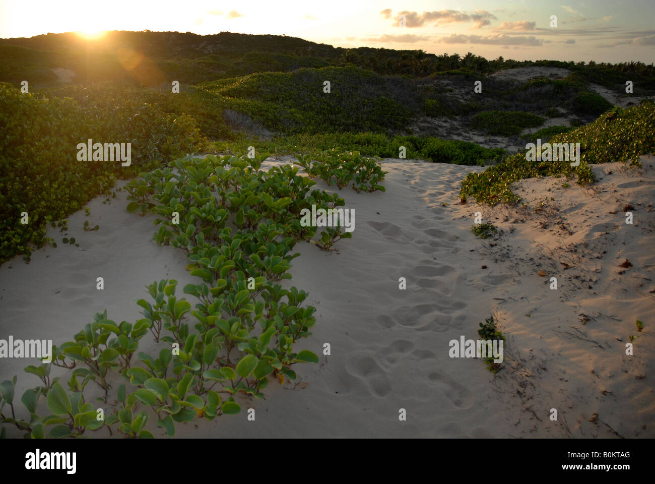 Dune di sabbia sulla spiaggia di Mango in Tofo al tramonto Foto Stock