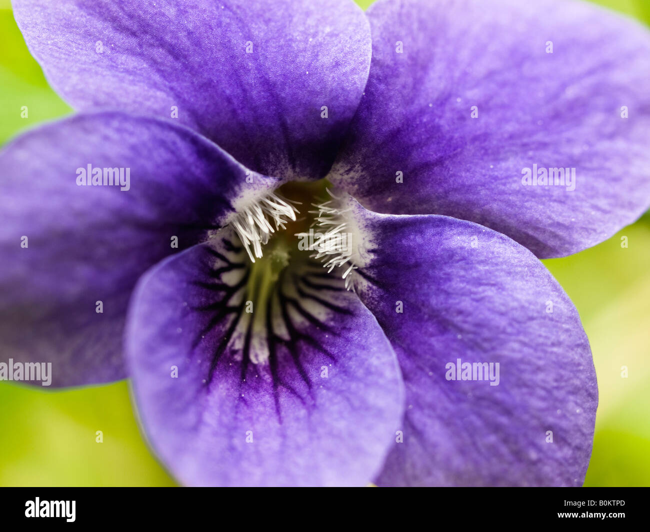 Chiusura del cane comune Viola Viola riviniana Violaceae Foto Stock