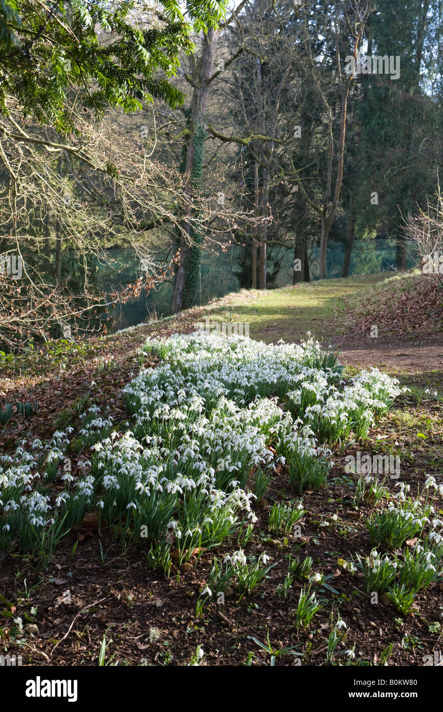 I tappeti di bucaneve accanto al lago a Colesbourne Park, Gloucestershire Foto Stock