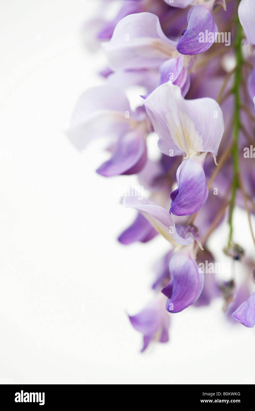 Wisteria sinensis fiori a lato contro uno sfondo bianco Foto Stock