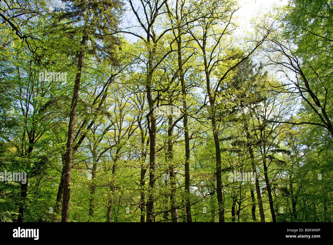 Alti alberi con lussureggiante vegetazione verde in una fitta foresta, la luce del sole che filtra attraverso il baldacchino, creando un'atmosfera serena e tranquilla. Foto Stock