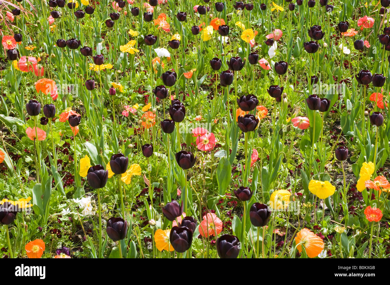 Display floreali di tulipani e papaveri in giardini di Bournemouth Dorset England Regno Unito Foto Stock