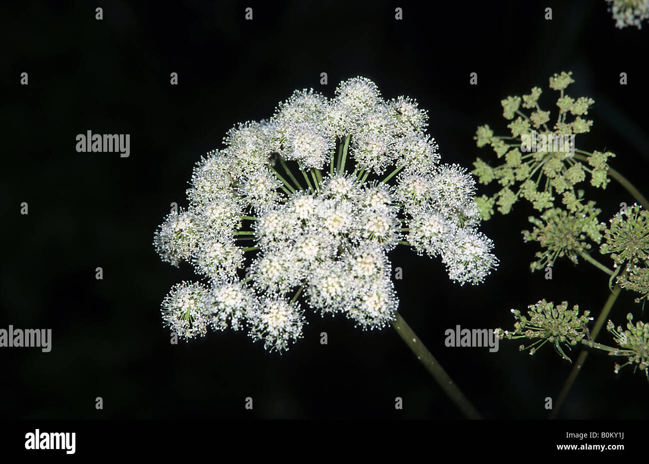 Massa di fiori di sambuco. Foto Stock