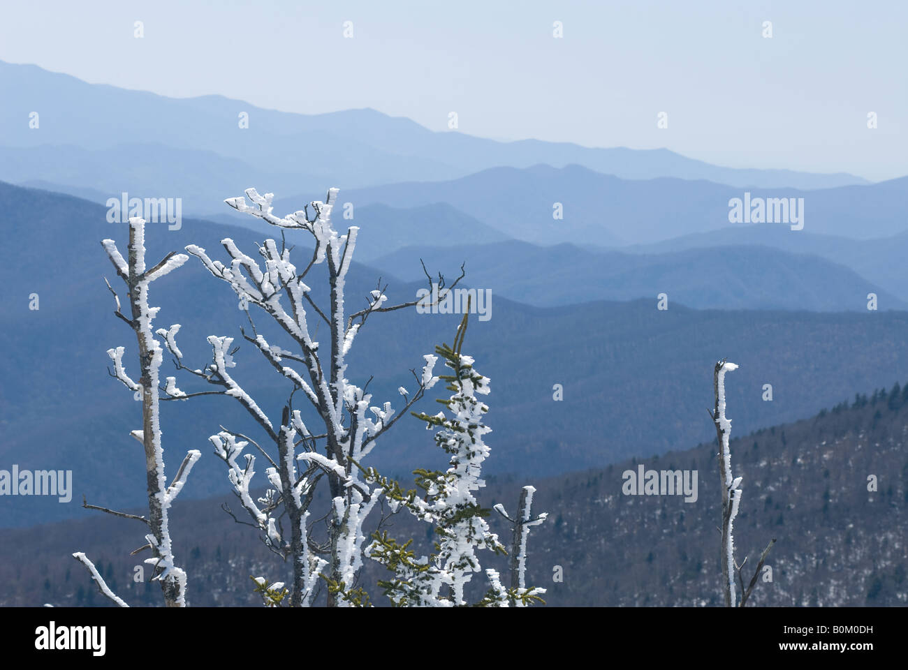 Rime di ghiaccio o brina su alberi con snowy Great Smoky Mountains stratificato in background. Foto Stock