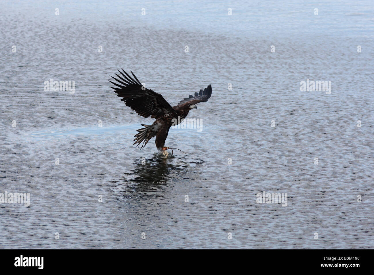 Un White Tailed Sea Eagle (Haliaeetus albicilla) piomba su una esca di formazione Foto Stock