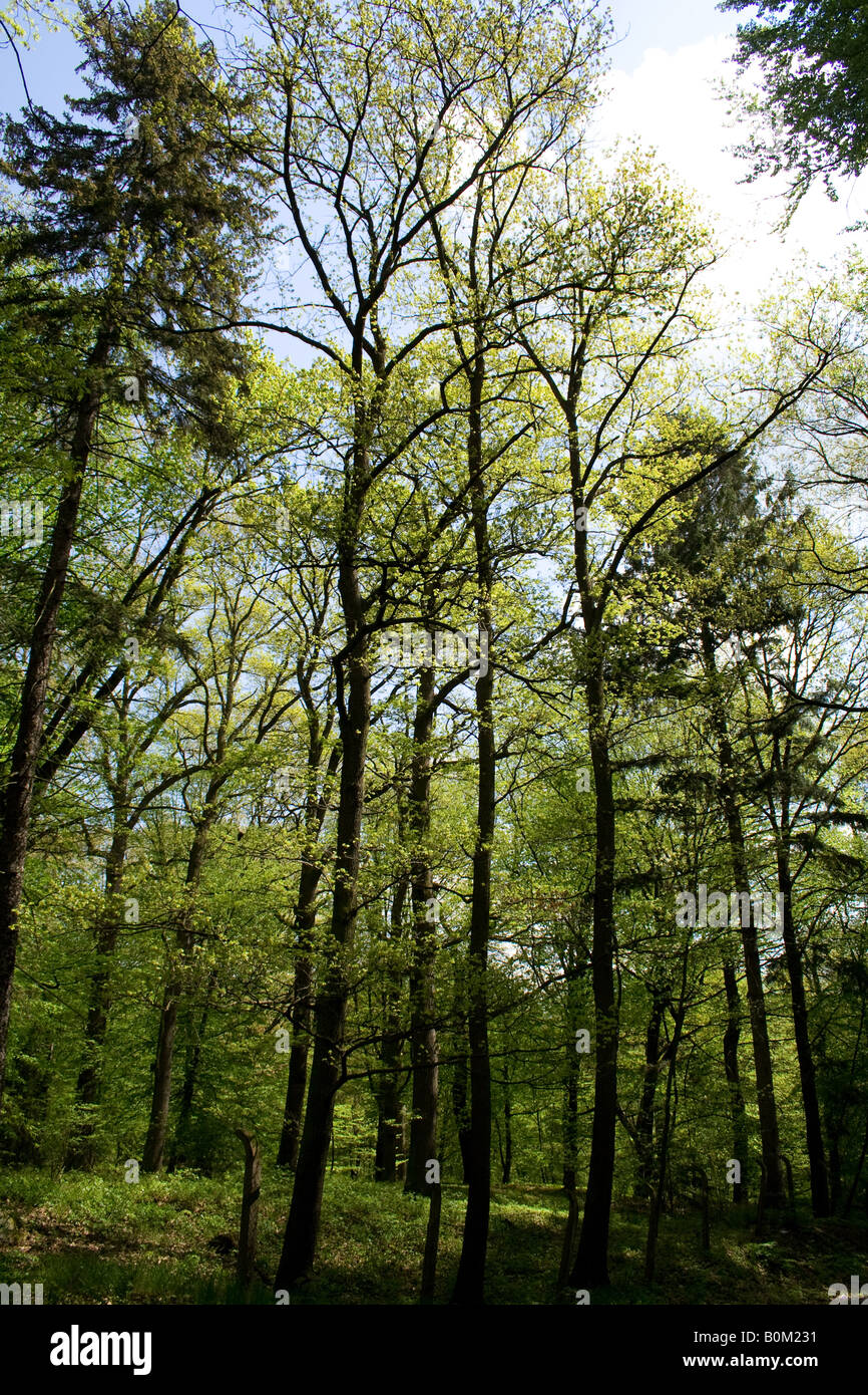 Alti alberi con lussureggiante vegetazione verde in una fitta foresta, la luce del sole che filtra attraverso il baldacchino, creando un'atmosfera serena e tranquilla. Foto Stock