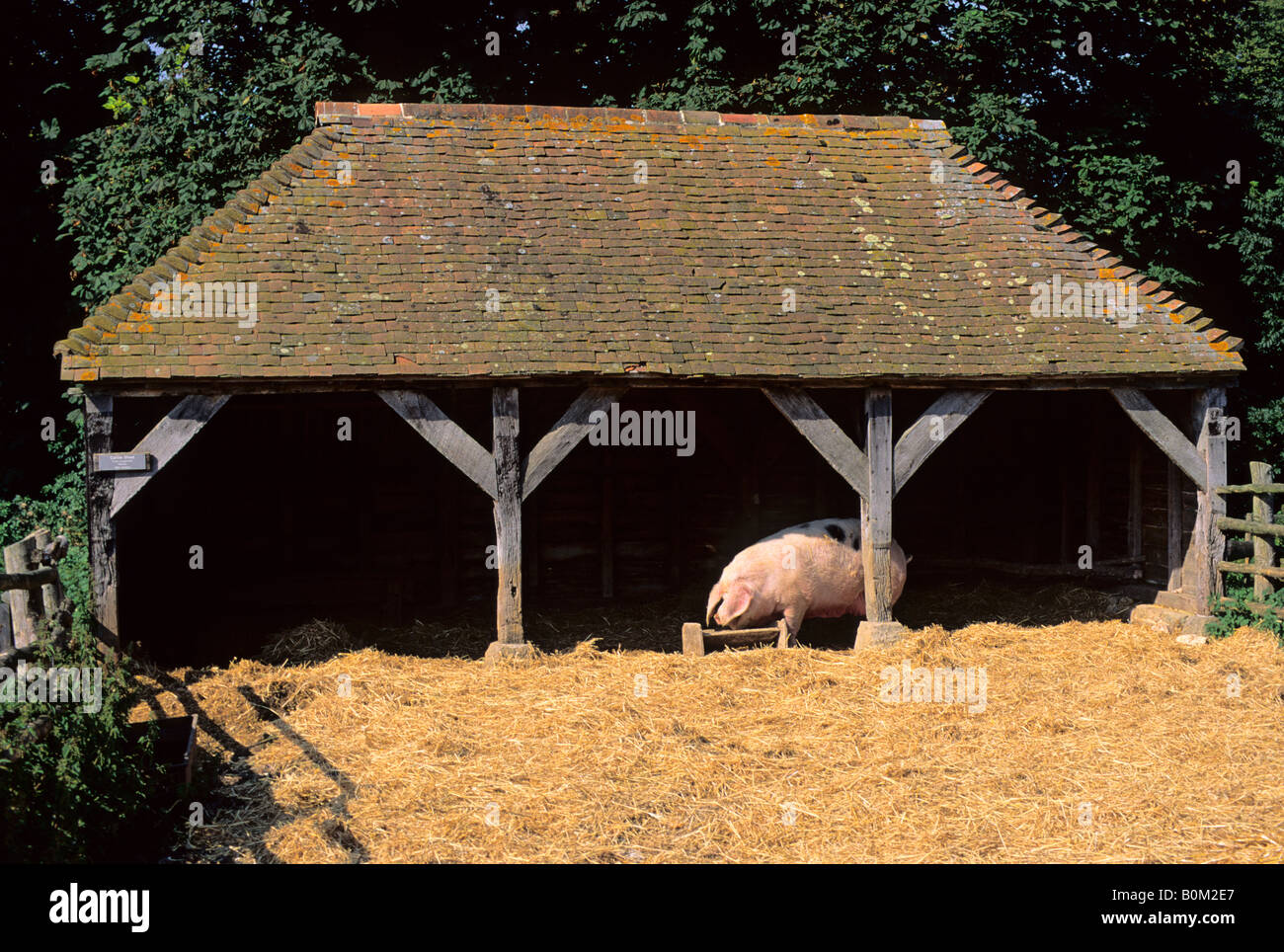 Stalla, Weald and Downland Open Air Museum, Singleton, Chichester, Sussex, England, Regno Unito Foto Stock