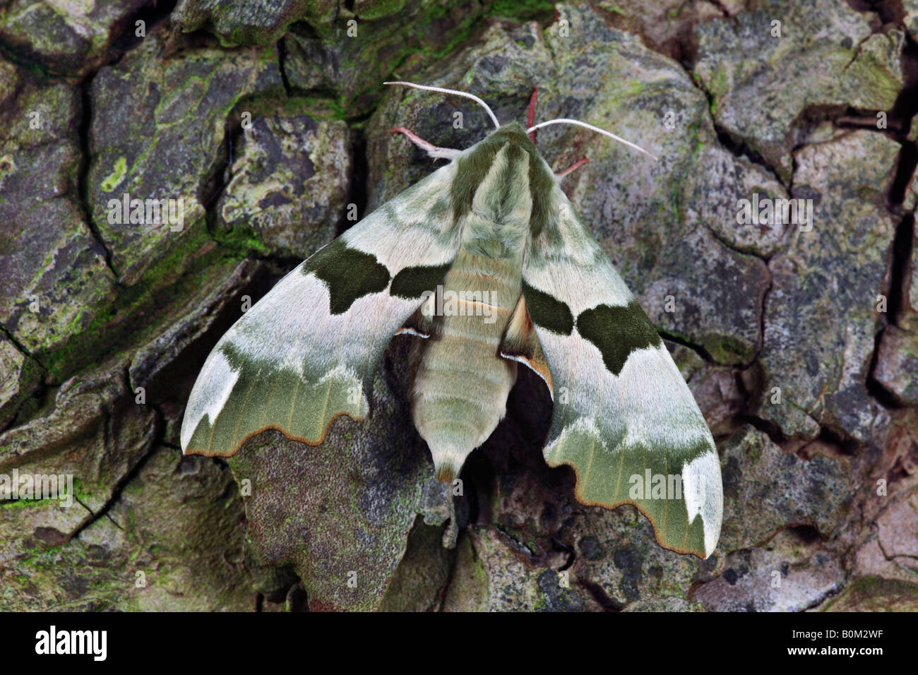 Lime Hawk moth Mimas tiliae a riposo sul log Potton Bedfordshire Foto Stock