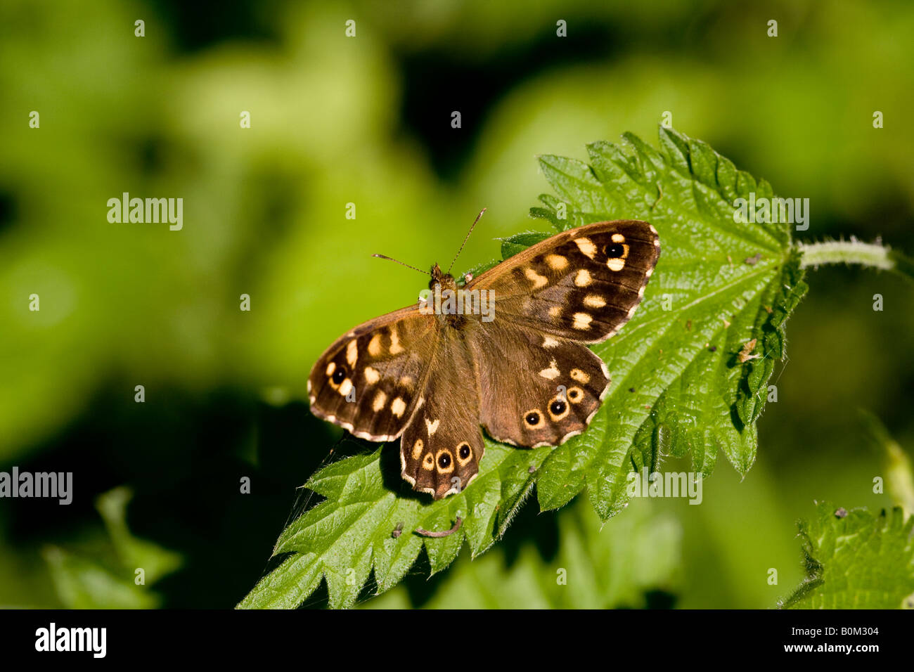Chiazzato legno butterfly Foto Stock