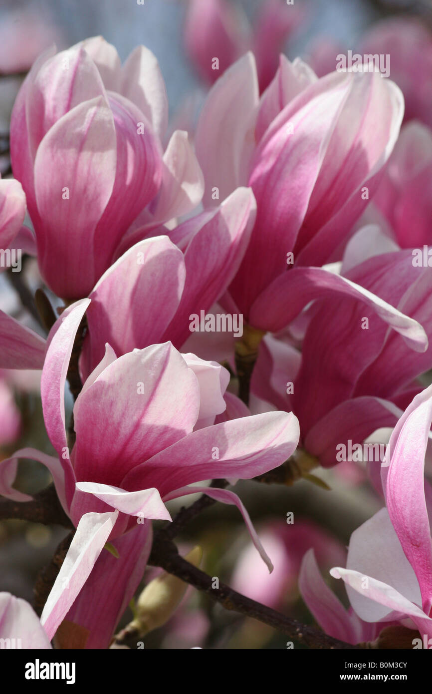 Numerose primavera viola e bianco fiori sbocciano i fiori su un ramo di un tulipano albero di magnolia (magnolia liliiflora). Foto Stock