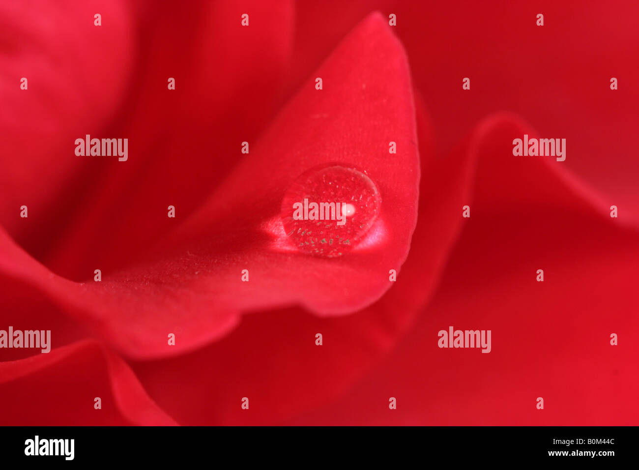 Goccia di pioggia su una rosa rossa Foto Stock