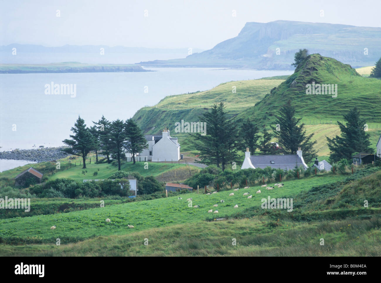 Allevamento di pecore lungo la costa rocciosa, Isola di Skye in Scozia Foto Stock