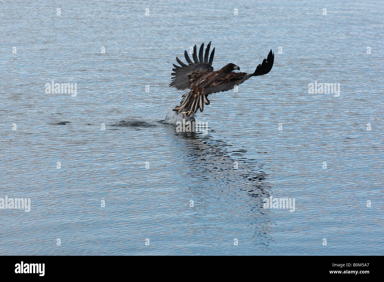 Un White Tailed Sea Eagle (Haliaeetus albicilla) piomba su una esca di formazione Foto Stock