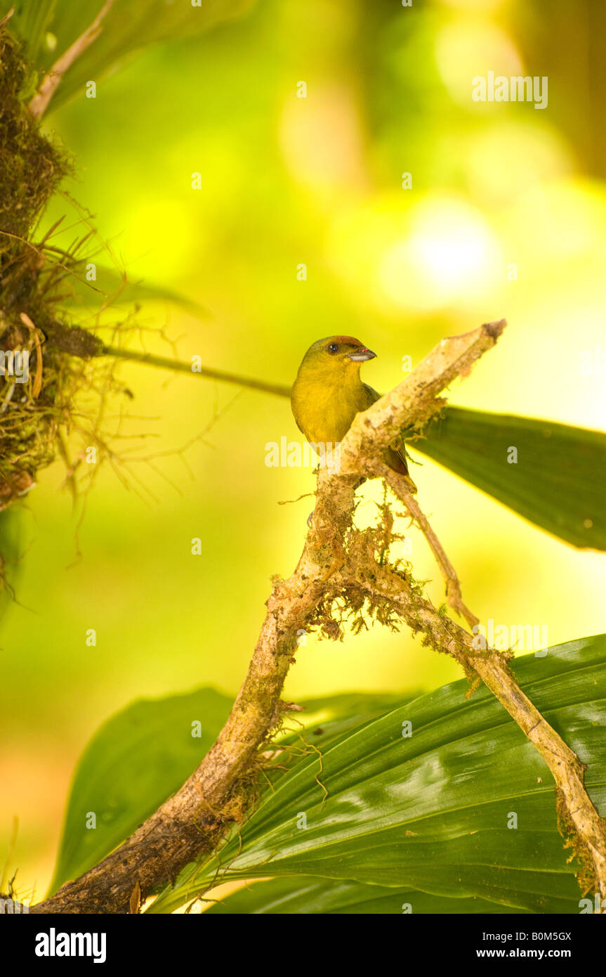 COSTA RICA Oliva femmina Backed Euphonia bird in appoggio sul ramo di albero nella foresta pluviale Foto Stock