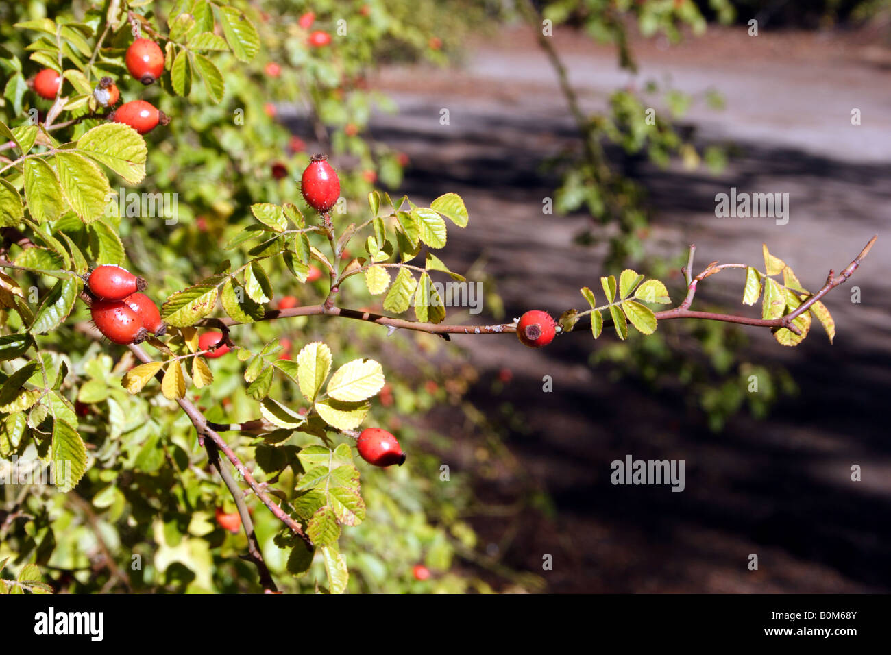 Dettaglio di un Eglantine rosa 1 Foto Stock