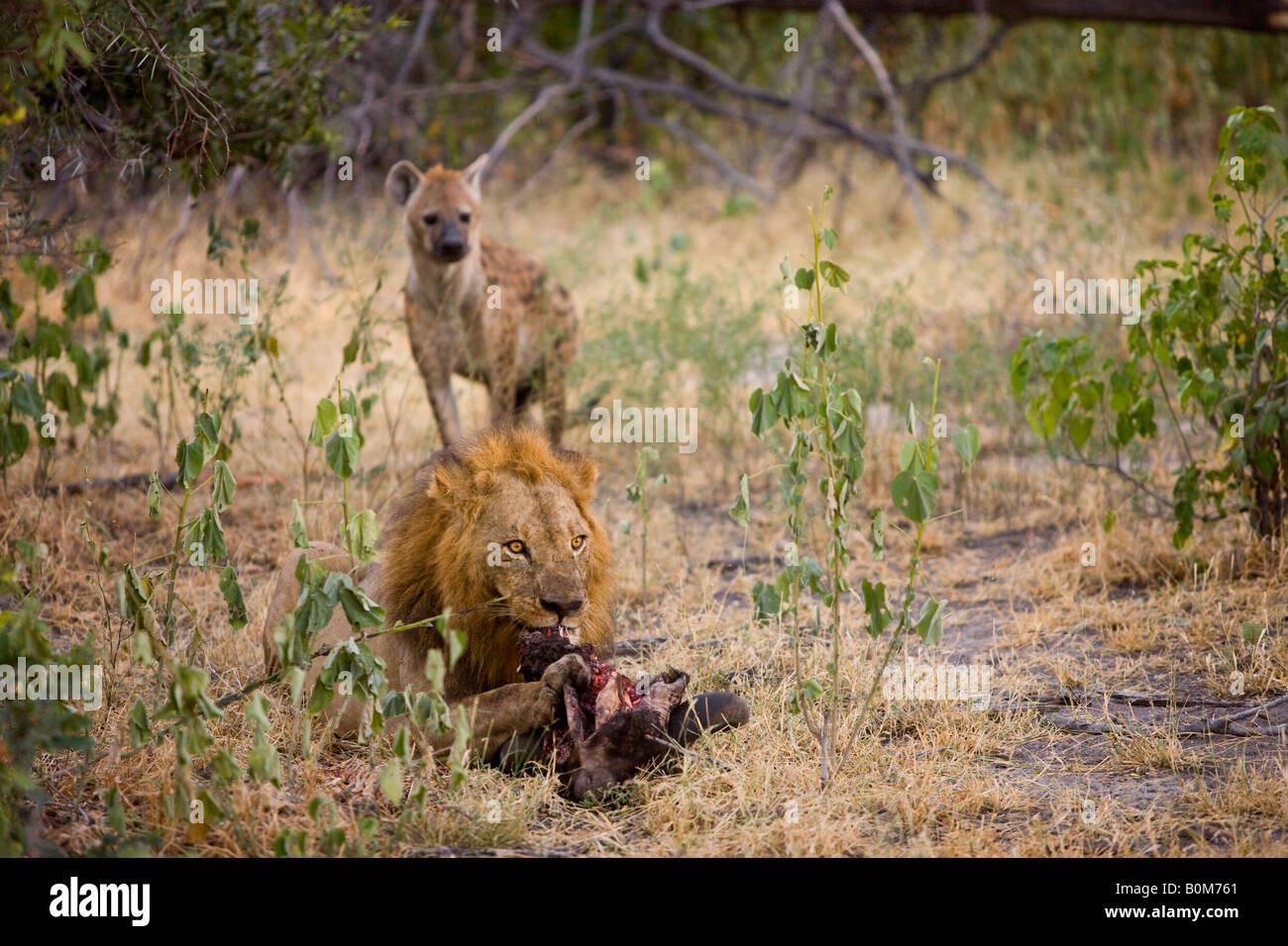 La iena di intrufolarsi da dietro un maschio di leone mangiare buffalo skull Iena cercando opportunità di rubare il cibo lions Okavango Delta Botswana Foto Stock