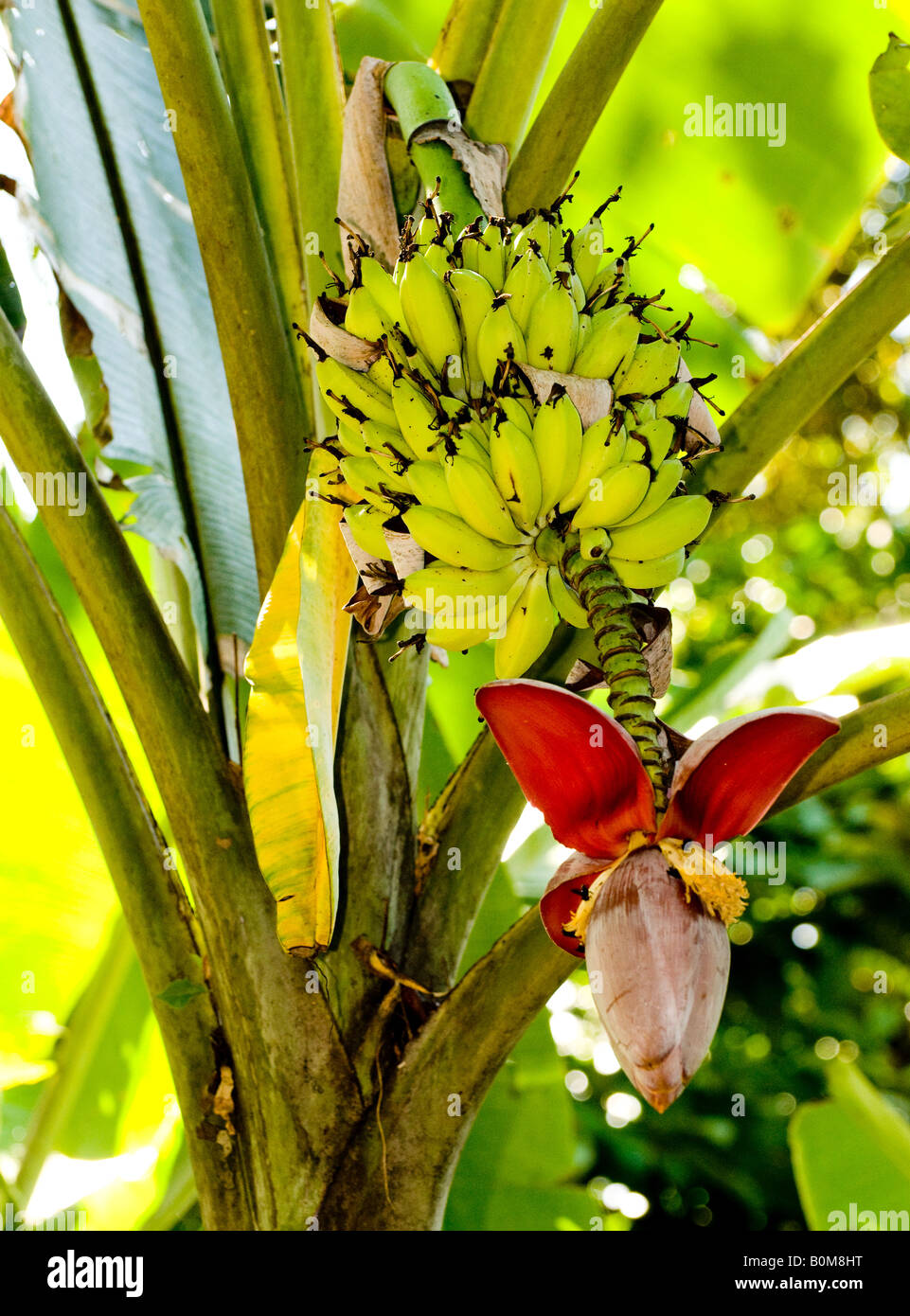 COSTA RICA Wild Banana di alberi e fiori sbocciano i fiori nella foresta pluviale del fiume Pacurare pendenza dei Caraibi Foto Stock
