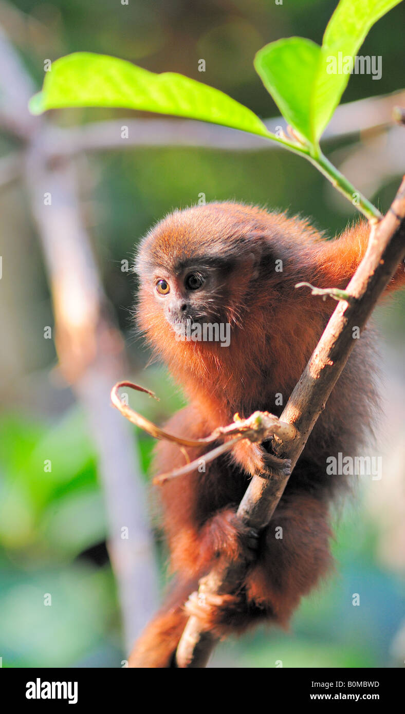 Baby scimmia Titi allo Zoo di Londra (solo uso editoriale) Foto Stock